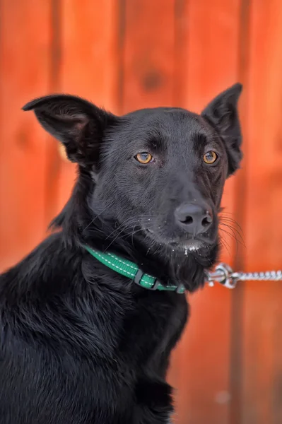 Preto cão rafeiro na neve — Fotografia de Stock