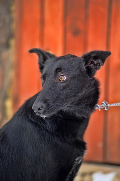 Black mongrel dog in the snow — Stock Photo, Image