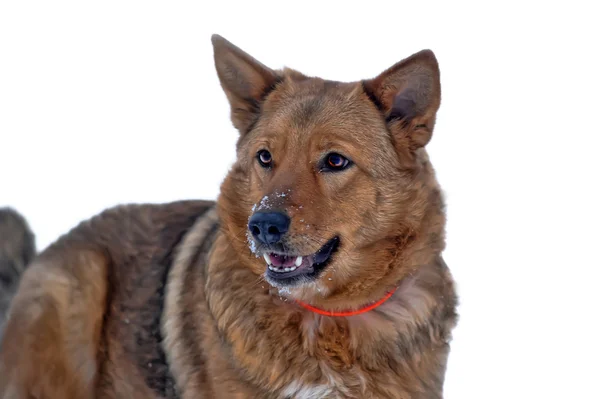 Rode bastaard hond in de sneeuw — Stockfoto