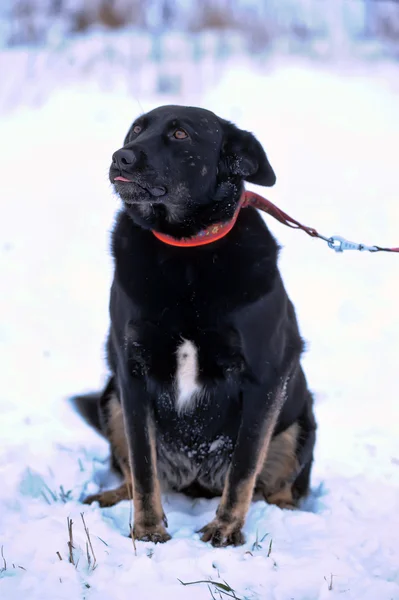 Svart blandras hund i snön — Stockfoto