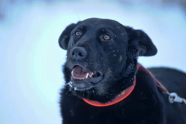 Perro mestizo negro en la nieve — Foto de Stock