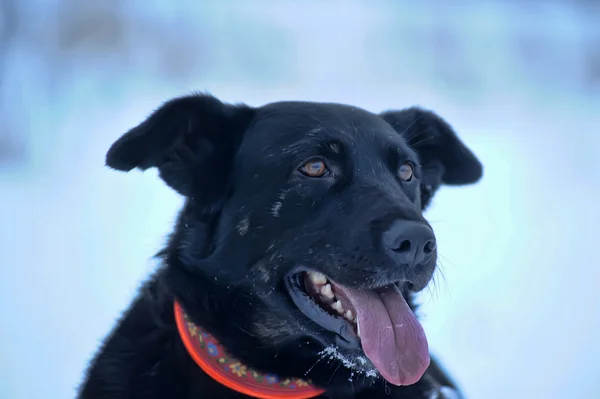 Siyah melez köpeği karda — Stok fotoğraf