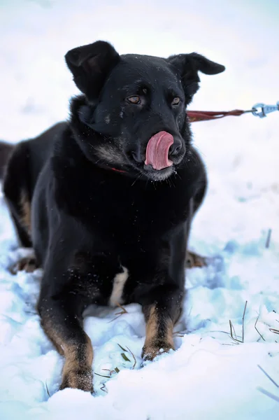 Cane mongrel nero nella neve — Foto Stock