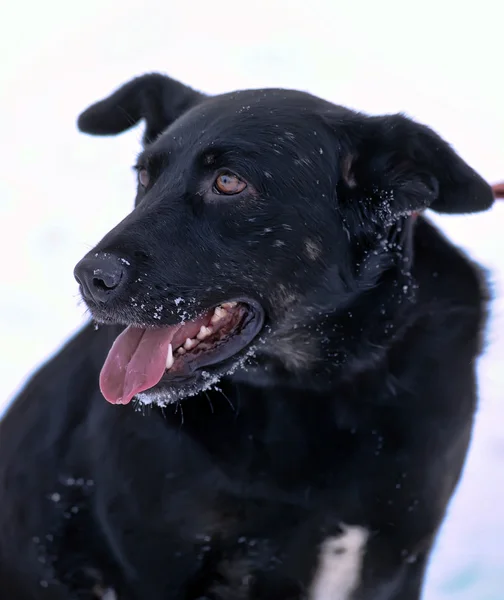 Schwarzer Mischlingshund im Schnee — Stockfoto