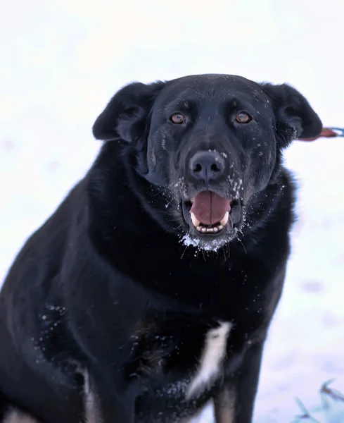 雪の中で黒の雑種犬 — ストック写真