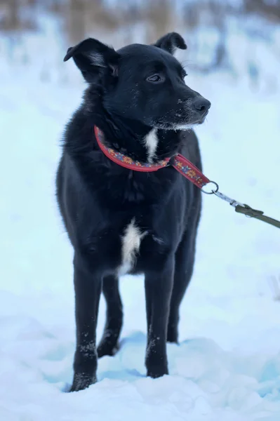 Siyah melez köpeği karda — Stok fotoğraf