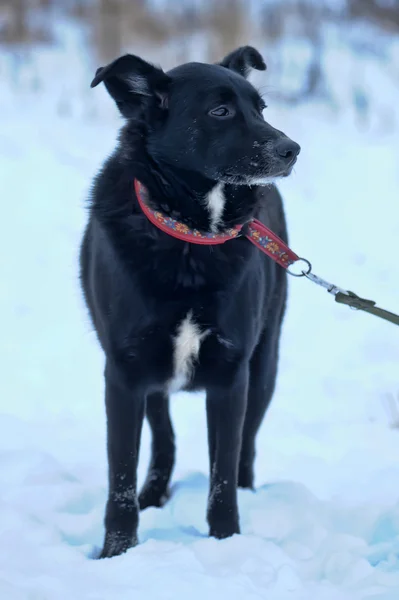 Schwarzer Mischlingshund im Schnee — Stockfoto