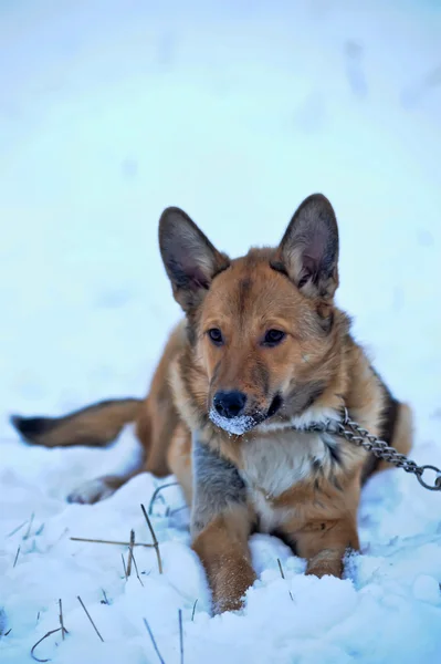 Red mongrel dog in the snow — Stock Photo, Image