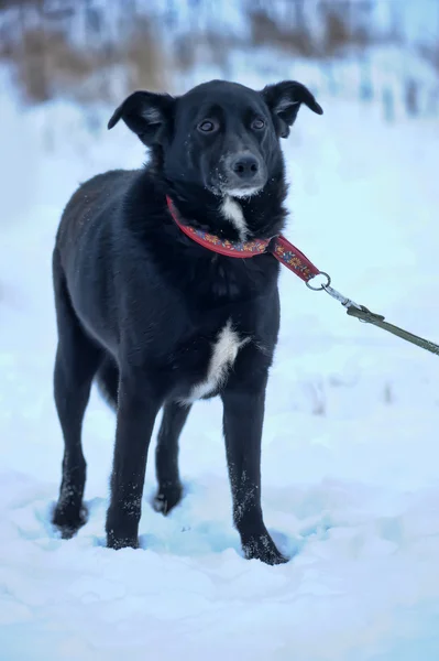 Black mongrel dog in the snow — Stock Photo, Image