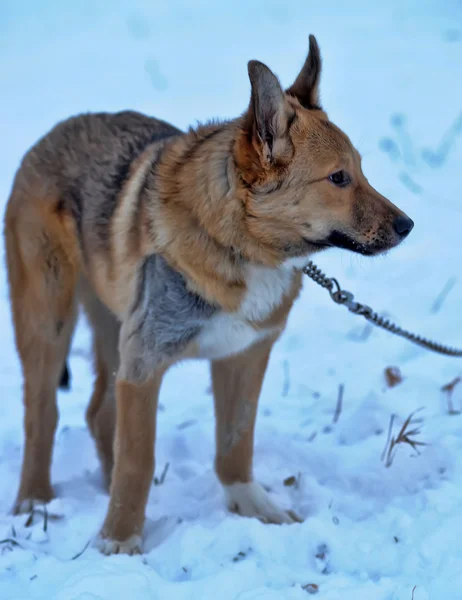 Red mongrel dog in the snow — Stock Photo, Image