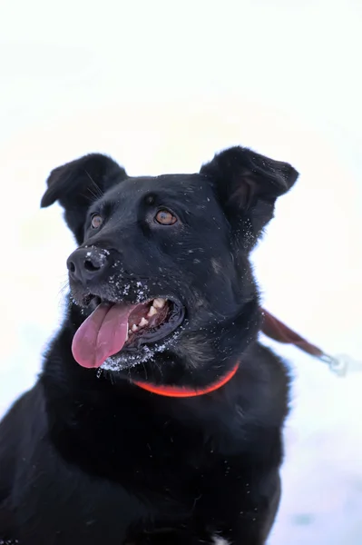 Schwarzer Mischlingshund im Schnee — Stockfoto