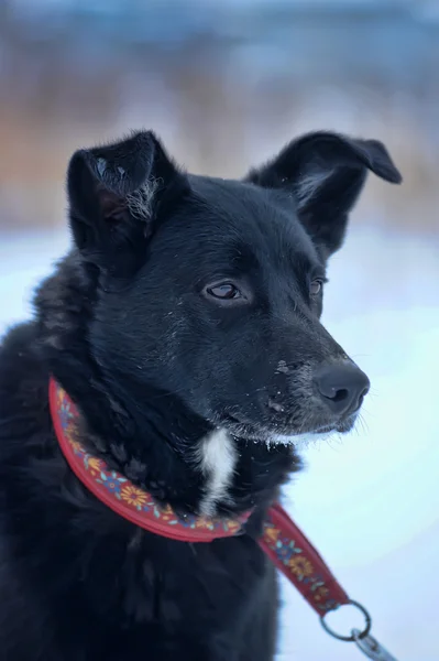 Schwarzer Mischlingshund im Schnee — Stockfoto