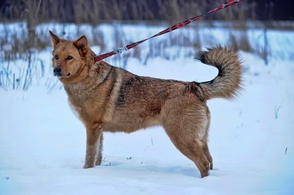 Czerwony kundel pies w śniegu — Zdjęcie stockowe
