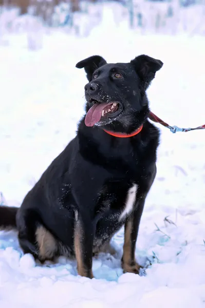 Perro mestizo negro en la nieve —  Fotos de Stock