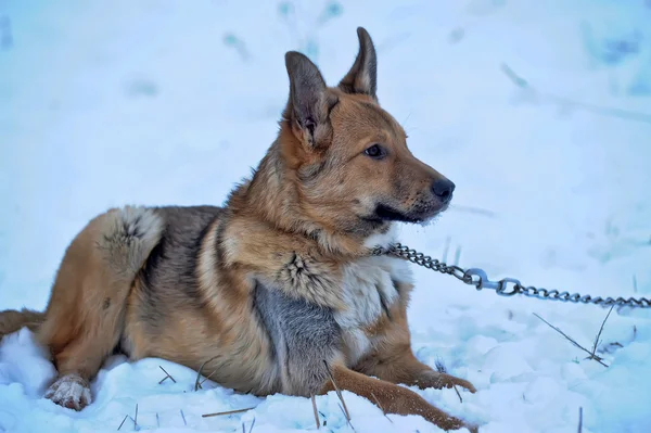 Perro mestizo rojo en la nieve — Foto de Stock