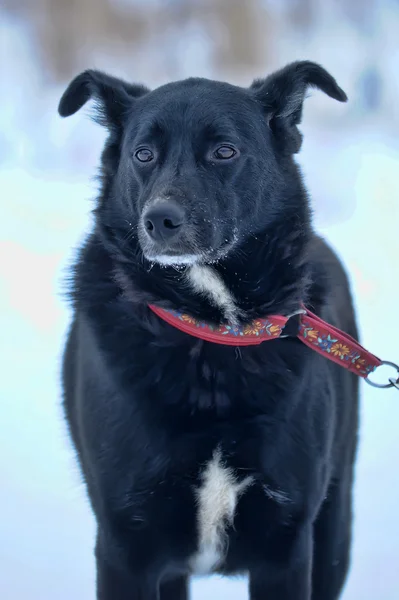 Preto cão rafeiro na neve — Fotografia de Stock