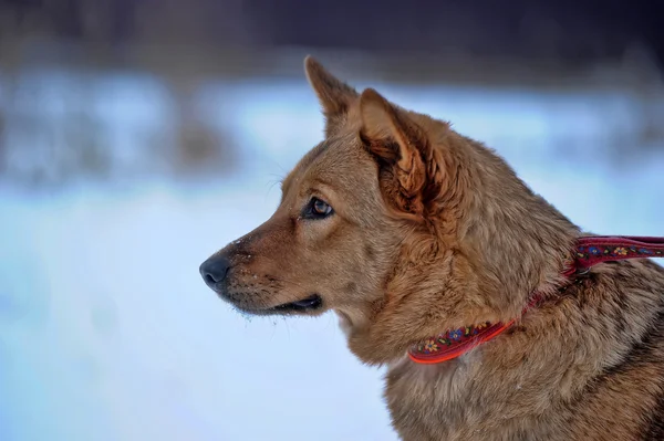 Kırmızı melez köpeği karda — Stok fotoğraf