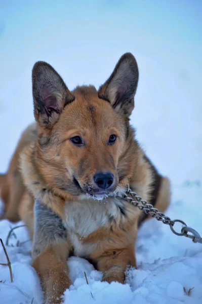 雪の中で赤の雑種犬 — ストック写真