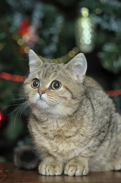 Niedliche Katze liegt auf Teppich — Stockfoto