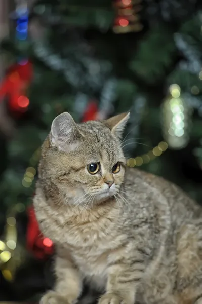 Niedliche Katze liegt auf Teppich — Stockfoto