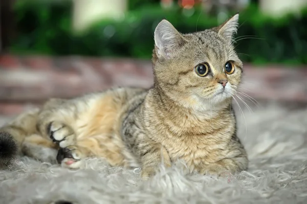 Carino gatto sdraiato su tappeto — Foto Stock