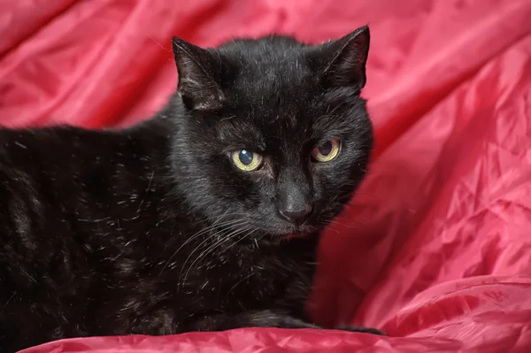 Nadýchaný černá kočka — Stock fotografie