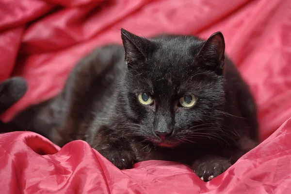 Gato preto fofo — Fotografia de Stock