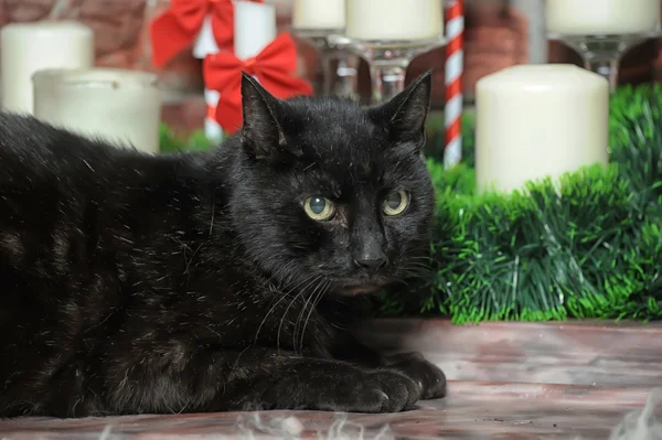 Gato preto — Fotografia de Stock