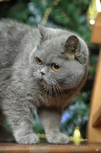 Gray British cat — Stock Photo, Image