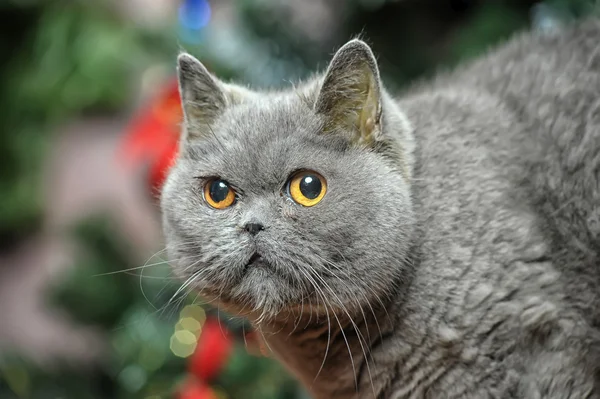 Gatto inglese grigio — Foto Stock