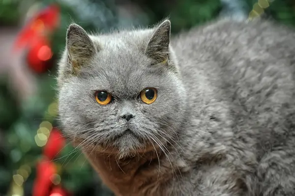 Gatto inglese grigio — Foto Stock