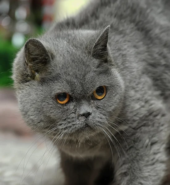 Gato britânico cinzento — Fotografia de Stock