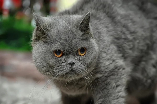 Gatto inglese grigio — Foto Stock