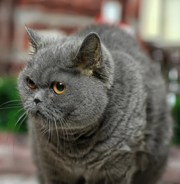 Gray British cat — Stock Photo, Image