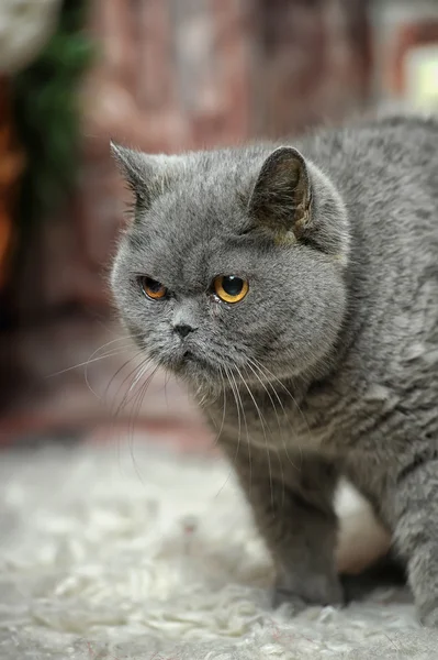 Chat britannique gris — Photo