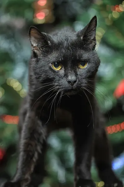 Gato negro — Foto de Stock