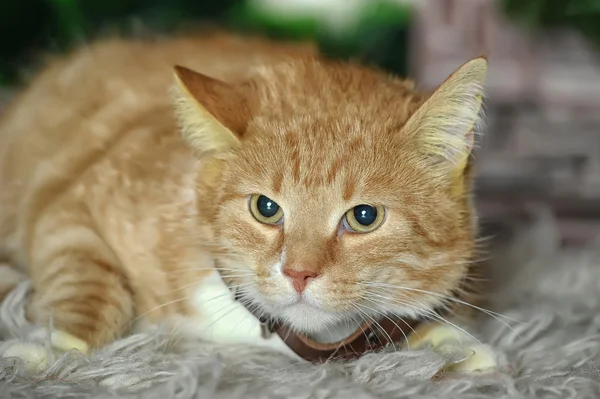 Gengibre e gato branco — Fotografia de Stock