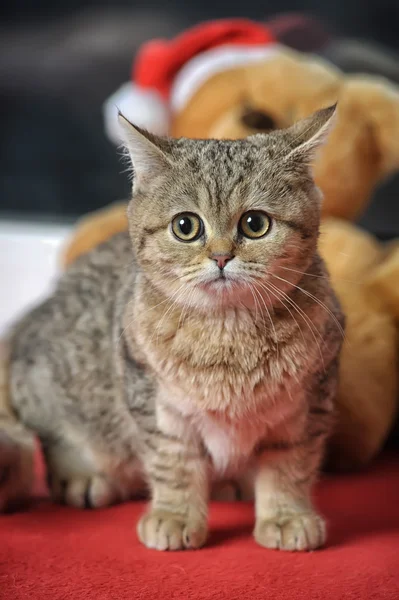 Porträt einer gestromten Katze — Stockfoto