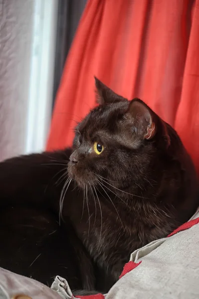 Чёрный кот на красном — стоковое фото