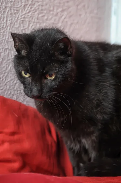 Gato preto bonito — Fotografia de Stock