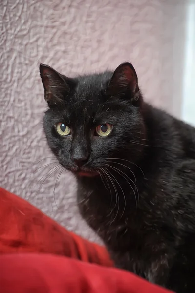 Black cat on a red — Stock Photo, Image