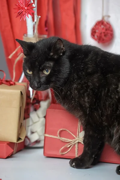 Gato preto bonito — Fotografia de Stock