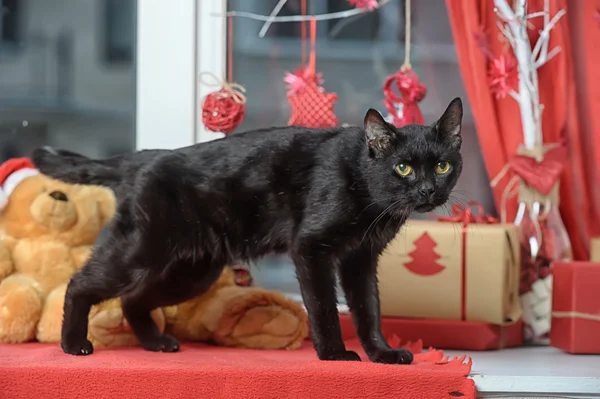 Gato preto bonito — Fotografia de Stock