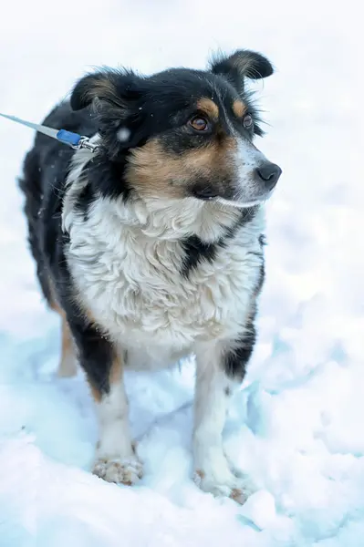 Straßenhund — Stockfoto