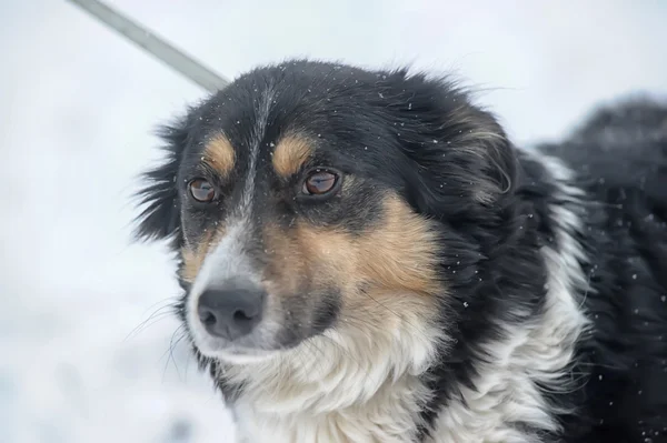 Straßenhund — Stockfoto