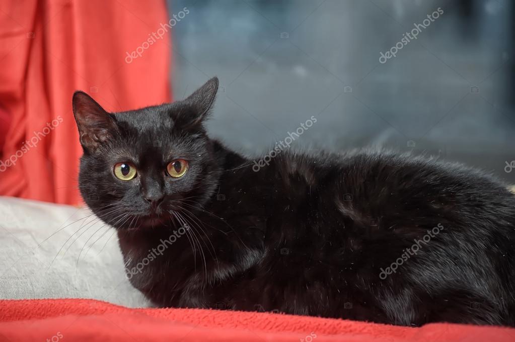 Gatto Nero Su Rosso Foto Stock Evdoha 17866265