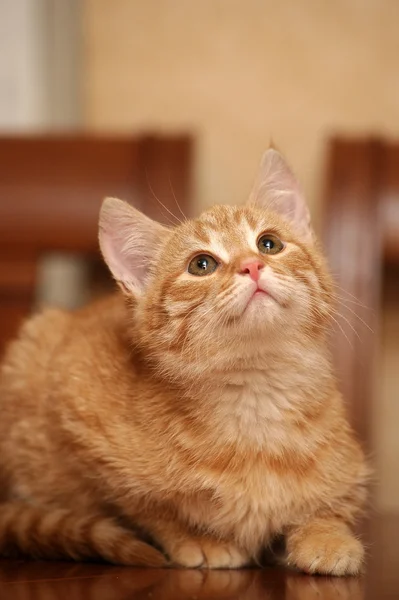 Рыжий котенок — стоковое фото
