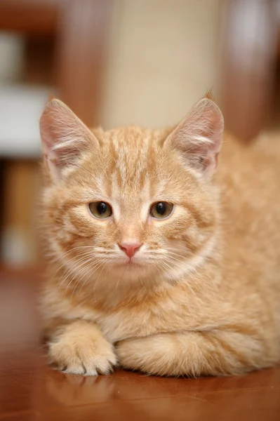 Ginger kitten — Stock Photo, Image