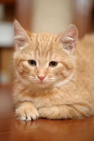 ショウガの子猫 — ストック写真