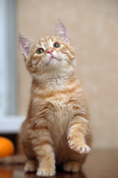 Ginger kitten — Stock Photo, Image